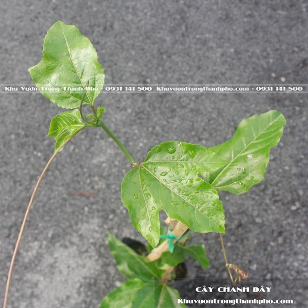 Cây Chanh Dây 3