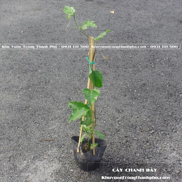 Cây Chanh Dây 2