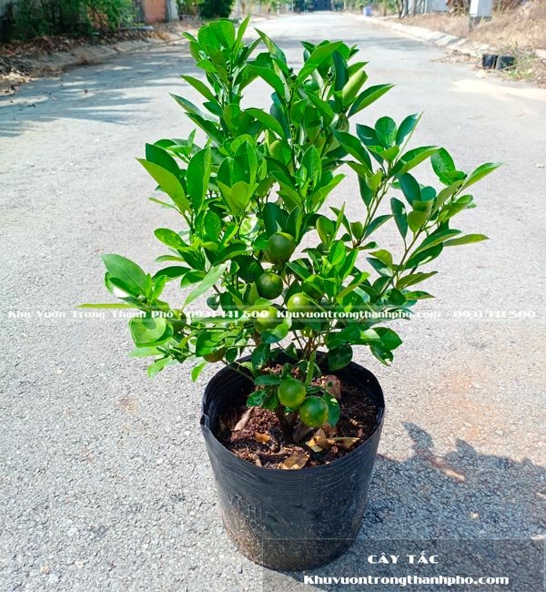 Cây Tắc