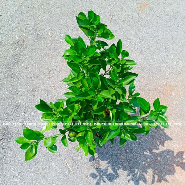 Cây Tắc 3