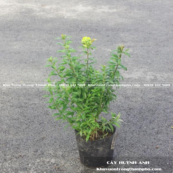 Cây Huỳnh Anh Lá Nhỏ 3