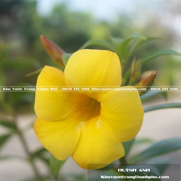 Cây Huỳnh Anh Lá Nhỏ 2