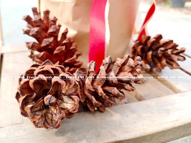 Cây Trạng Nguyên Quà Tặng Giáng Sinh 2