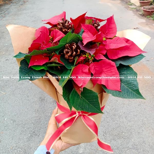 Cây Trạng Nguyên Quà Tặng Giáng Sinh