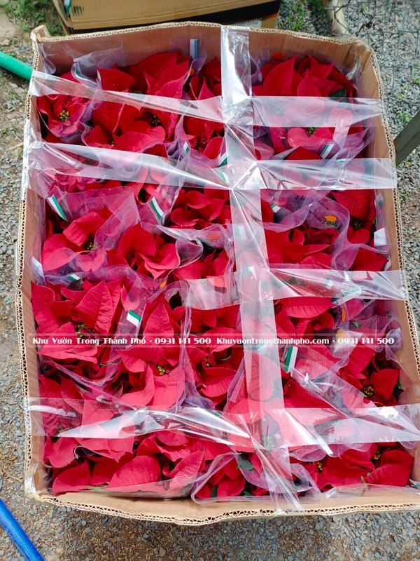 Cây Trạng Nguyên 2