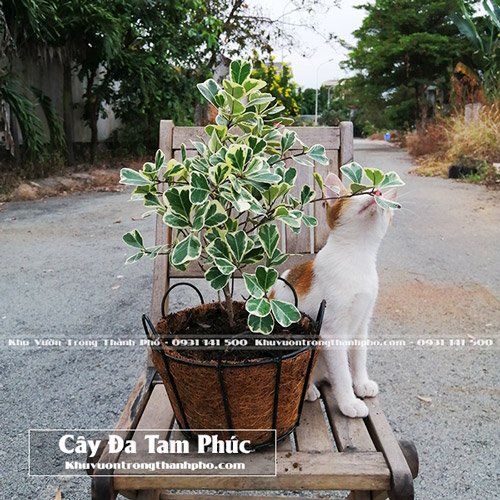 Chậu Cây Đa Tam Phúc