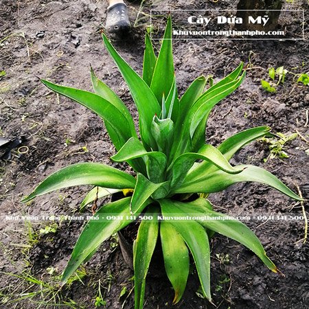 Cây Dứa Mỹ
