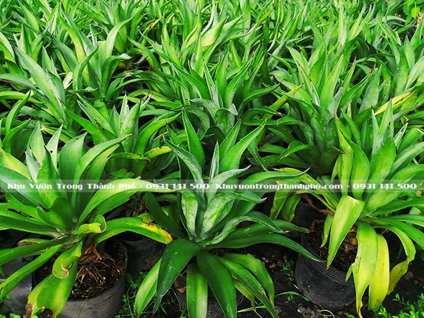Cây Dứa Mỹ 2