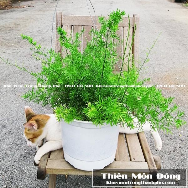 Cây Thiên Môn Đông