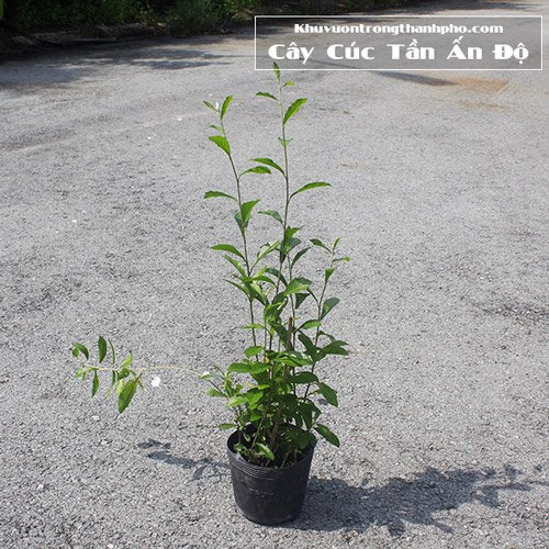 Cây Cúc Tần Ấn Độ 3
