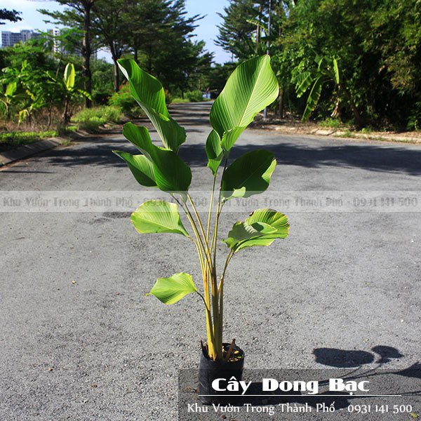 Chậu Cây Dong Bạc 2