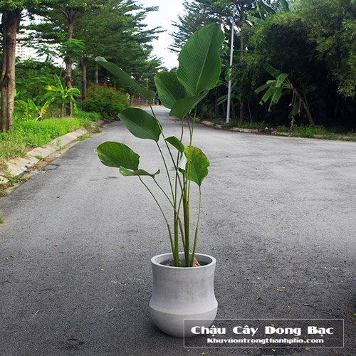 Chậu Cây Dong Bạc