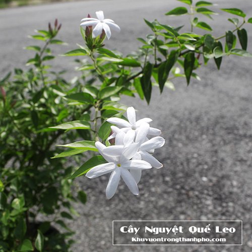 Cây Nguyệt Quế Leo