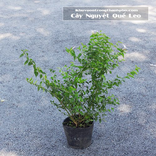 Cây Nguyệt Quế Leo 2