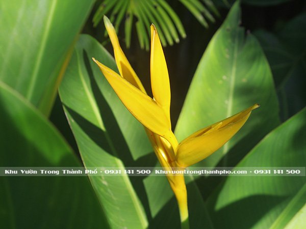 Cây Chuối Mỏ Két 2