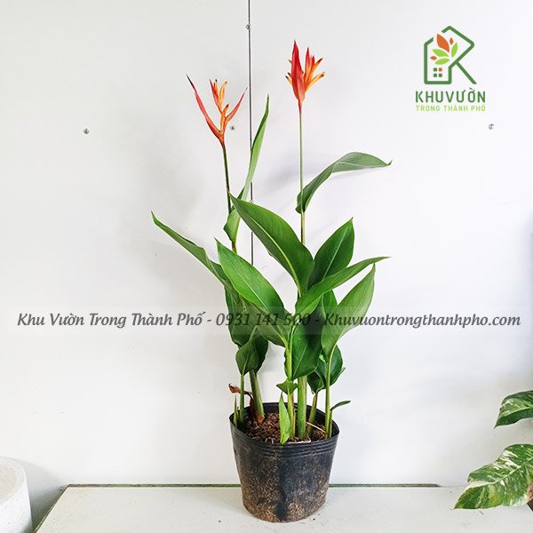 Cây Chuối Mỏ Két