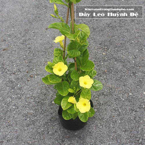 Dây Leo Huỳnh Đệ