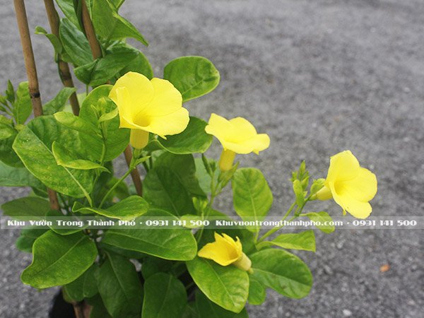 Dây Leo Huỳnh Đệ 2
