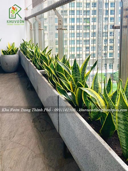 Cây Lưỡi Hổ Thái 2