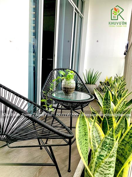 Cây Lưỡi Hổ Thái 3