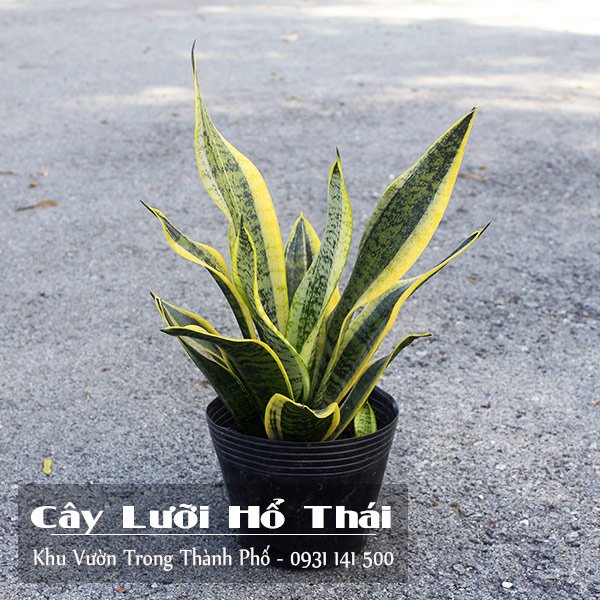 Cây Lưỡi Hổ Thái