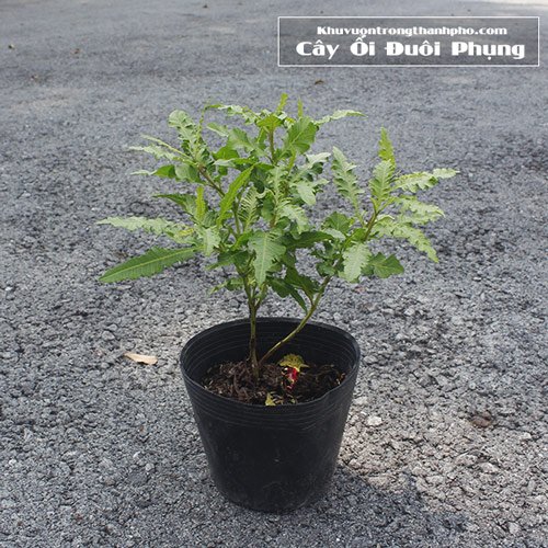 Cây Ổi Đuôi Phụng