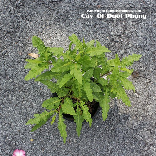 Cây Ổi Đuôi Phụng 2