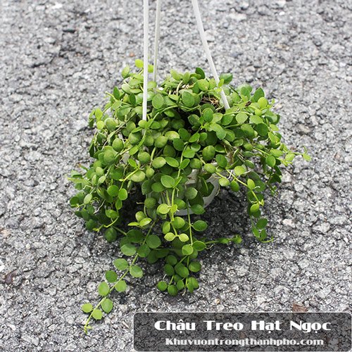 Cây Chuỗi Cúc Áo String of Nickels