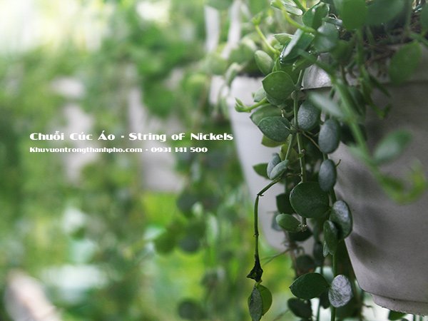 Cây Chuỗi Cúc Áo String of Nickels 2