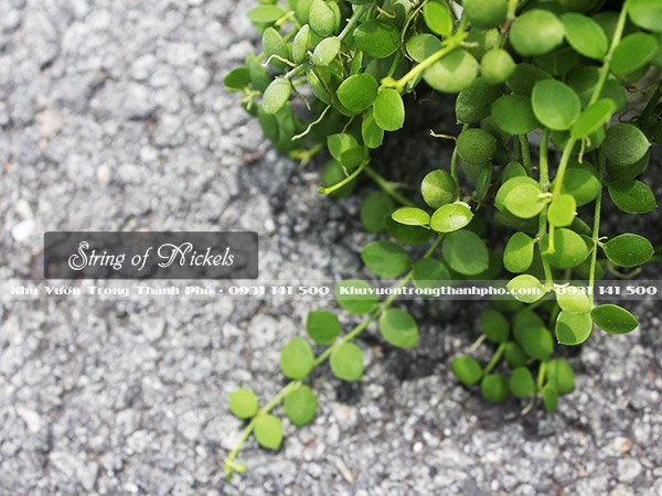 Cây Chuỗi Cúc Áo String of Nickels 3