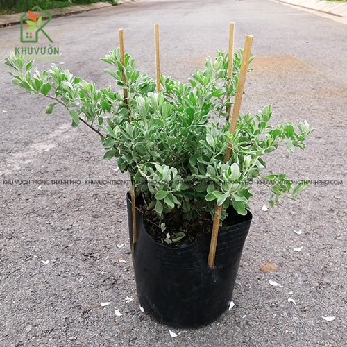 Cây Tuyết Sơn Phi Hồng 2
