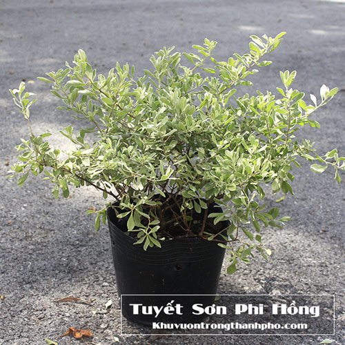 Cây Tuyết Sơn Phi Hồng 3
