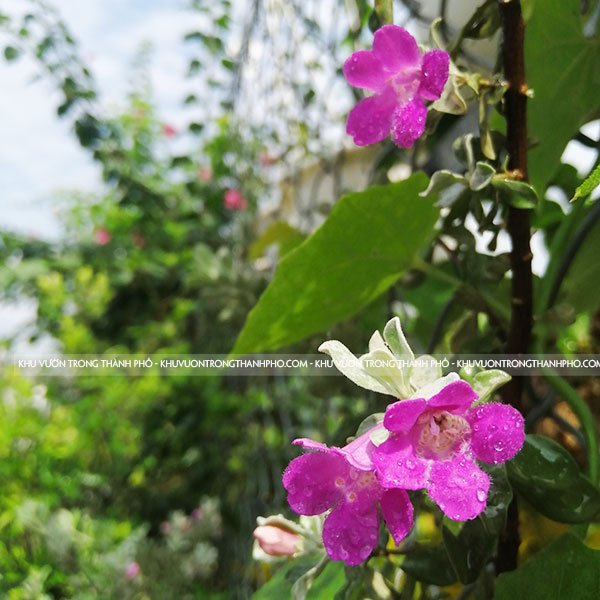 Cây Tuyết Sơn Phi Hồng