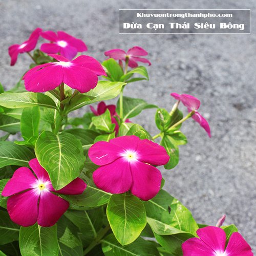 Cây Hoa Dừa Cạn Siêu Bông 3