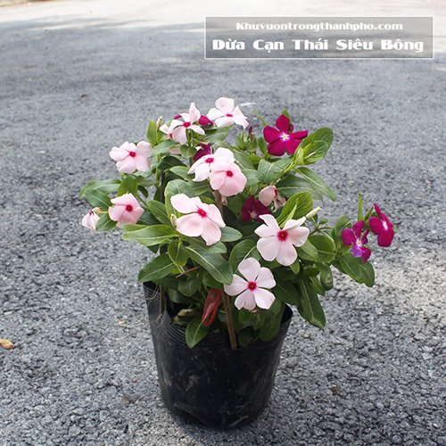 Cây Hoa Dừa Cạn Siêu Bông