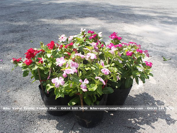 Cây Hoa Dừa Cạn Siêu Bông 2