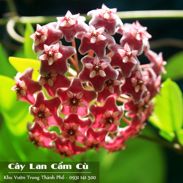Cây Lan Cẩm Cù 2