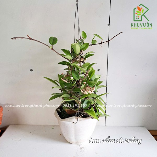 Cây Lan Cẩm Cù
