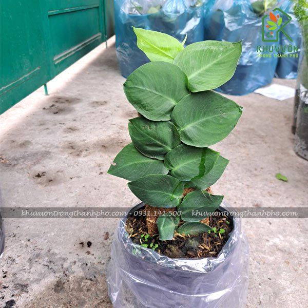 Cây Tắc Kè Thái