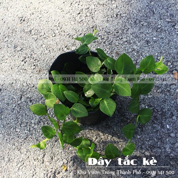 Cây Tắc Kè Thái 2