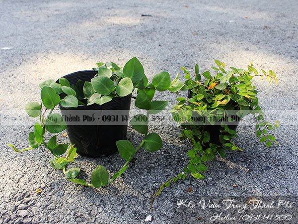 Cây Tắc Kè Thái 3