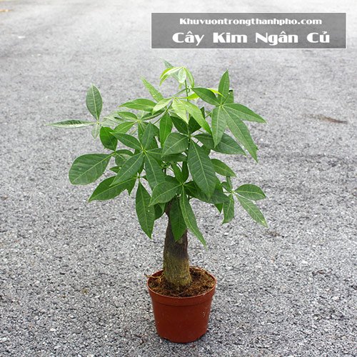 Cây Kim Ngân Củ Nhỏ