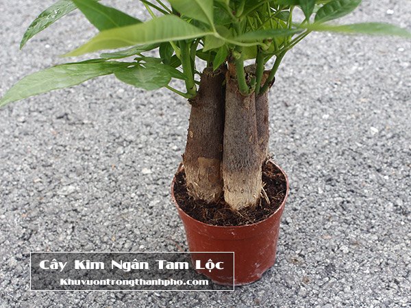 Cây Kim Ngân Tam Lộc 3