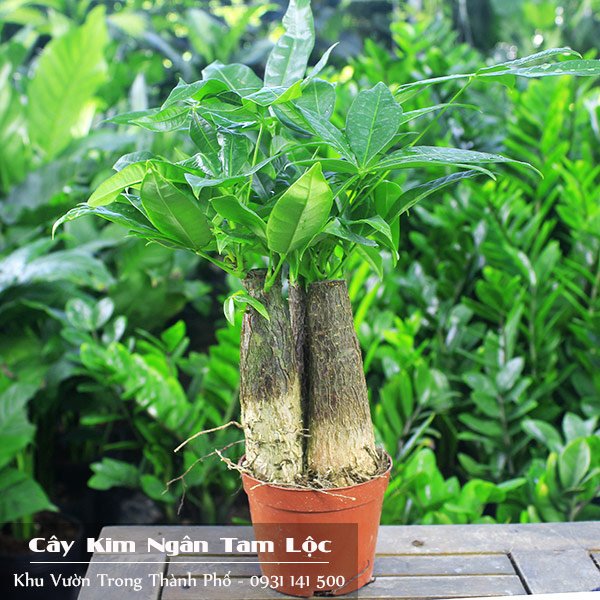 Cây Kim Ngân Tam Lộc 2