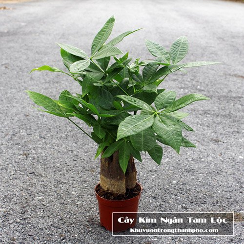 Cây Kim Ngân Tam Lộc