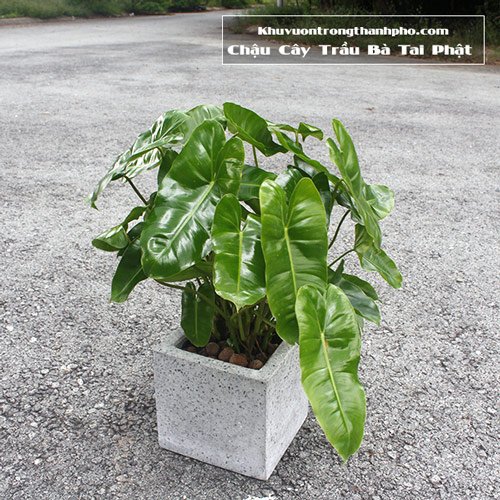 Chậu Cây Trầu Bà Tai Phật