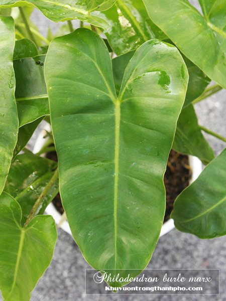 Chậu Cây Trầu Bà Tai Phật 3