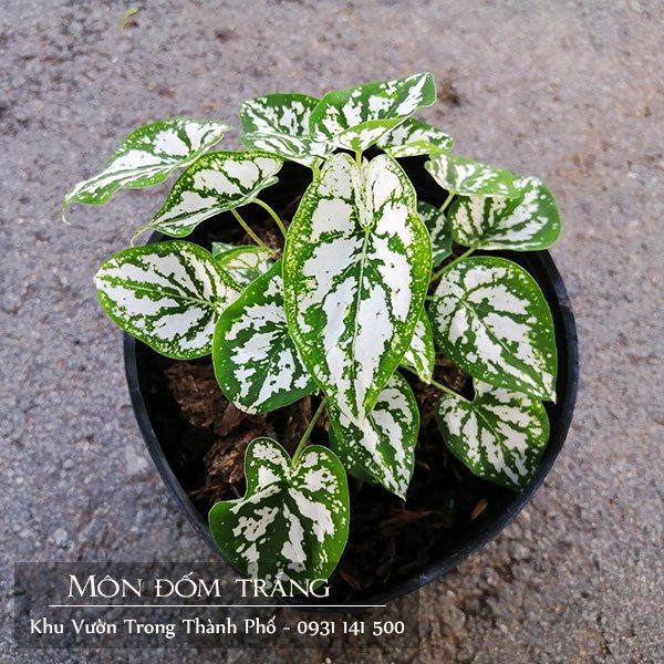 Cây Môn Đốm Trắng