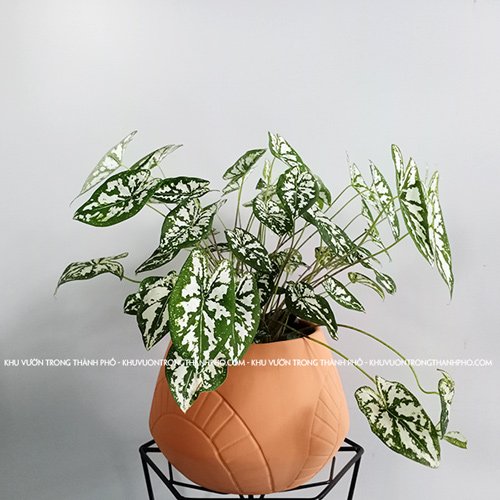 Cây Môn Đốm Trắng 3