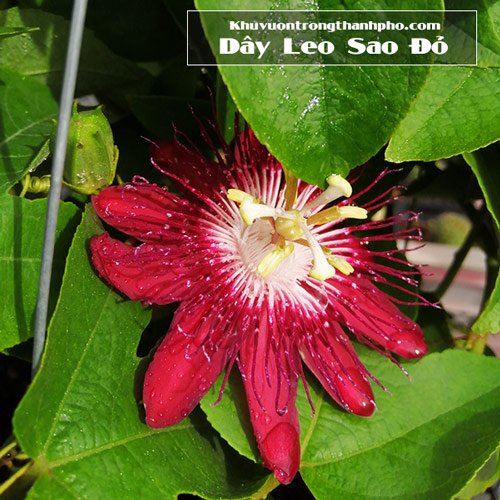 Dây Leo Sao Đỏ